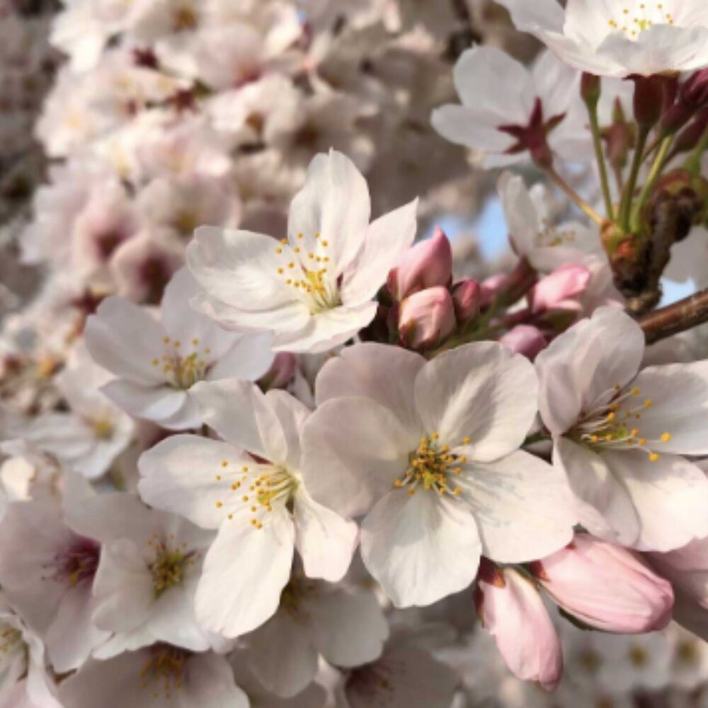 Meet your Posher, Urban